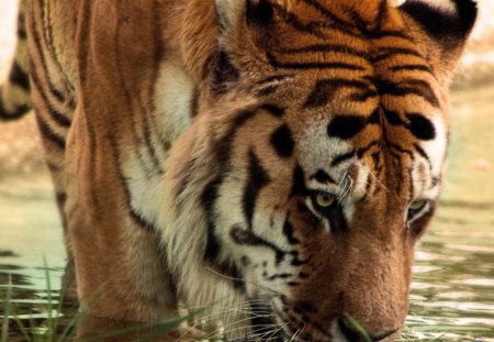 Tiger drinking water - drinking, wild, tiger, water