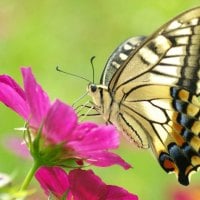 butterfly rests on flower