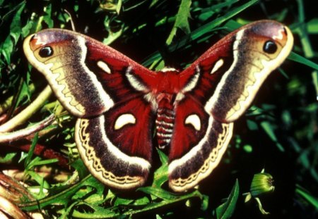 Colorful Butterfly - animal, butterfly, trees, insect