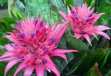 PINK AND BLUE FLOWERS - pretty, flowers, pink, blue