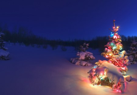 Christmas Time is Here - trees, christmas, lights, snow