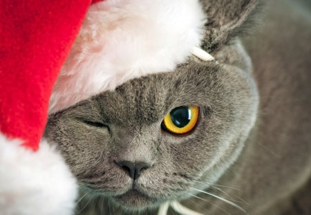 Cute christmas cat - animal, cute, kitten, cat, christmas, new year