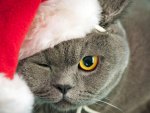 Cute christmas cat