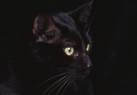 Black cat - animal, black, cat, kitten