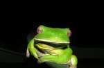 WHITE LIPPED GREEN TREE FROG