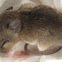 BABY MOUSE