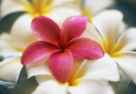 nature - nature, flower, pink in white