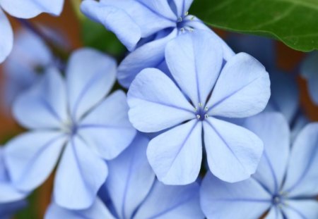 nature - flowers, blue