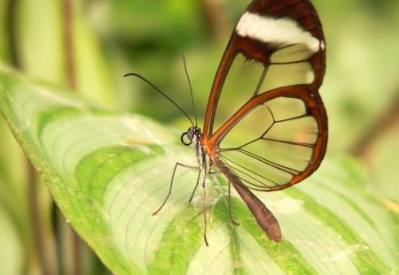 glassbutterfly - nature, world