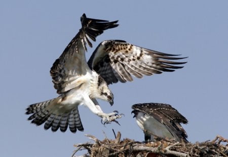 Eagle landing on nest - eagle, nest, couple, birds