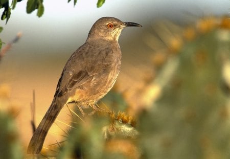 Bird - egg, forest, nature, bird