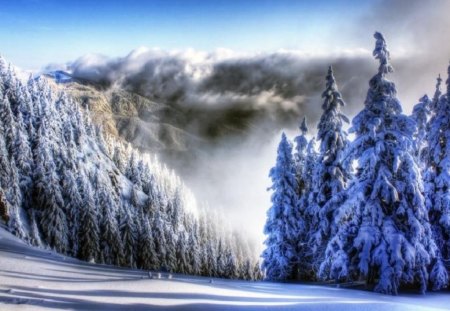 Above all - trees, mountain, snow