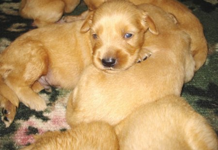 Ready for camera! - golden puppies, golden retriever pups