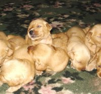 Bunch of Golden