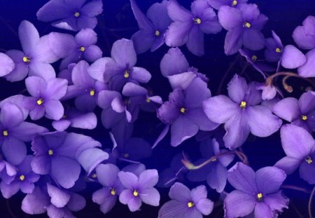 Violet - flowers, violet