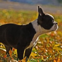 Puppy with leaves