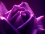 Purple rose