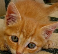 Kitty