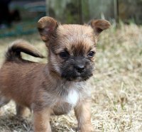 Curious puppy