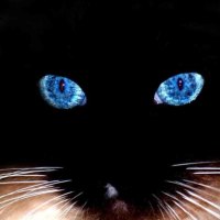 Black Cat - Blue Eyes