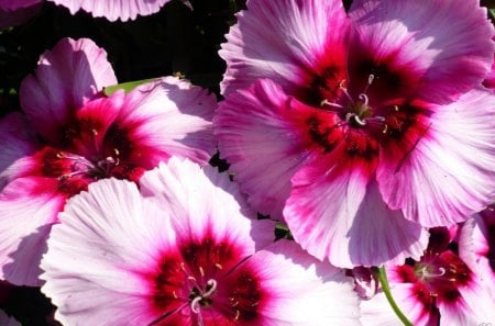 Summers Delight - bright, pinks, widescreen, flower, washington