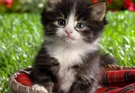 Cute kitten - cute, cat, kitten