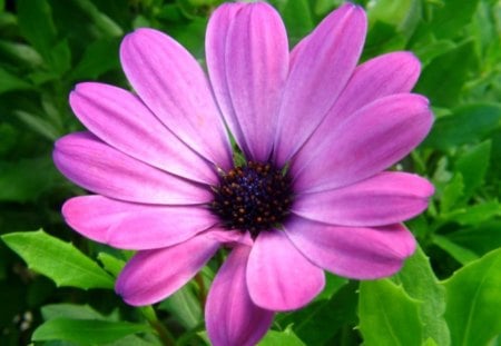 Flower - purple, beautiful, leaves, flowers, flower