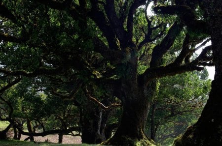 Madeira - nature, forest, tree, dark, wild