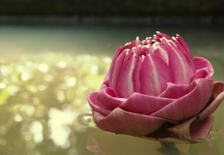 Jalaj - lotus, purple, beautiful, water, leaves, flowers, flower