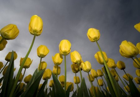 Tulip - nature, yellow, green, flower, plant, tulip