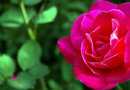 Pink Rose - nature, beautiful, rose, flower, pink