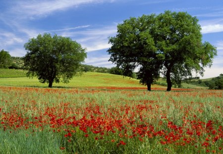 Flields of Calm - field, tree