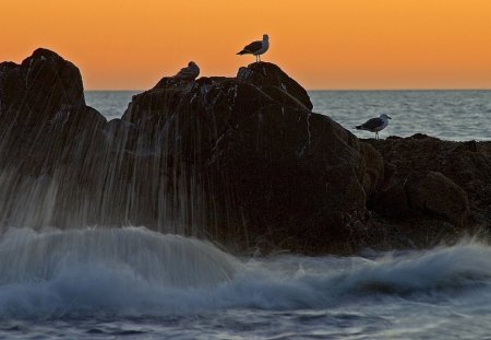 Seagulls at sunset - sunsets, seagulls