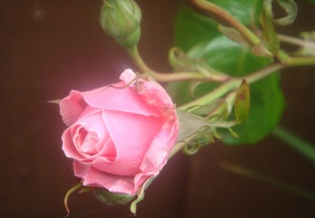 Pink rose - flowers, roses