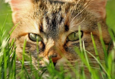 Eyes cat - eyes, cats