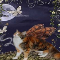 Angel Cat