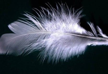 Light as a feather - white feather, black background