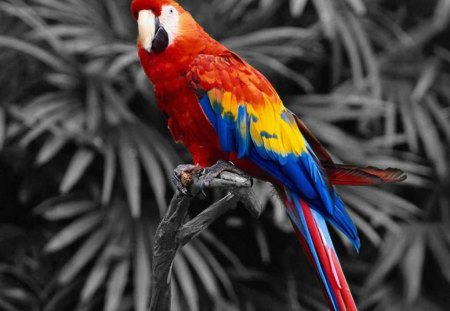 Parrot - animal, bird, parrot