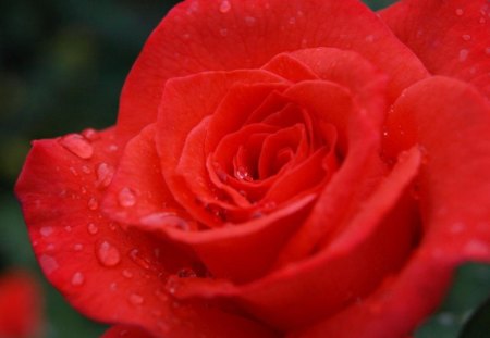 Red Rose - rose, flower, nature