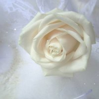 Misty White Rose