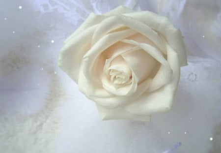 Misty White Rose - art, white rose, lace, flower, misty