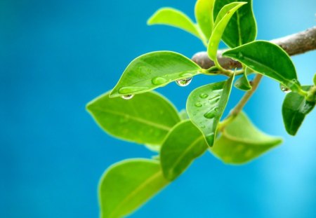 green Leaf - green, leaf, tree