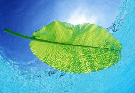 Leaf in the water - water, leaf