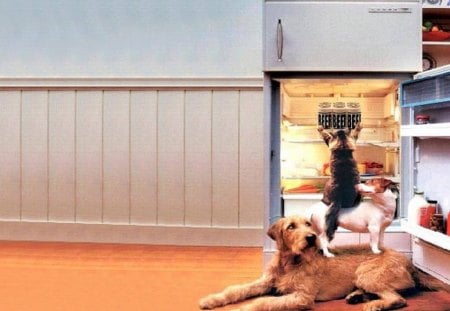 Cats and Dogs Team Up - refrigerator, unity, cat, food, dog