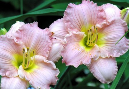 flowers in the grass - flowers, grass, pink