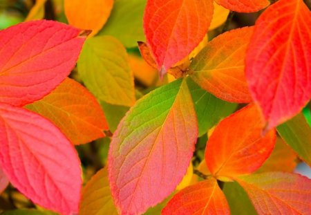 red leaf - leaf, red