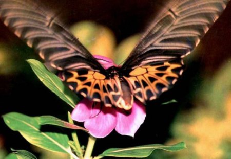 Butterfly Closeup - butterfly, flowers, closeup