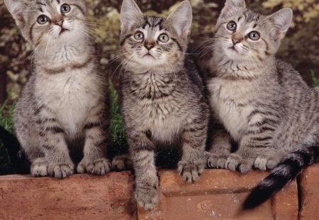 Three cute kittens - cute, cats, kittens, cat