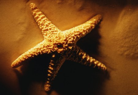 SEA STAR - ocen, sea