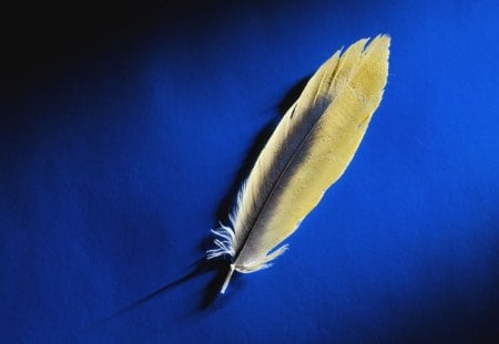 Feather - wallpaper, abstract